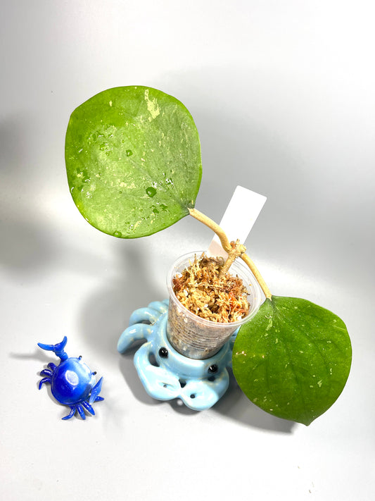 Hoya balaensis - unrooted