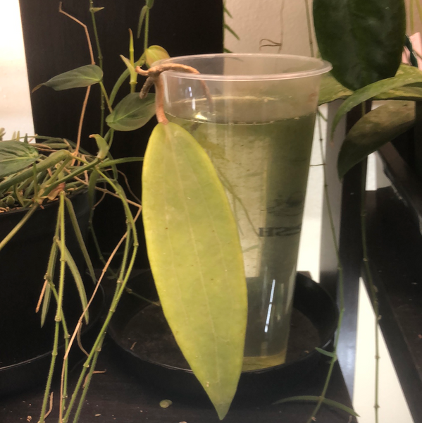 Hoya sp bulusan with some roots