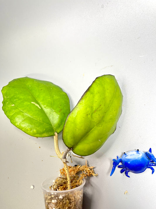 Hoya seeds 002 / ah 556 - fresh cut  - Unrooted