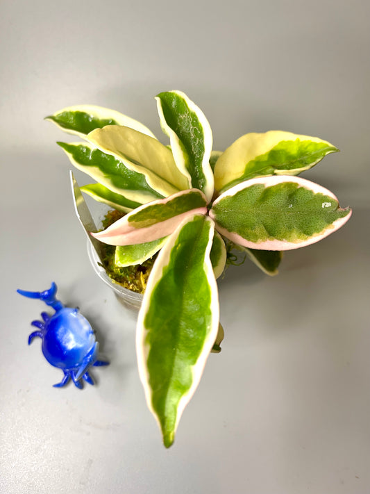 Hoya carnosa suzie Q - starting to root