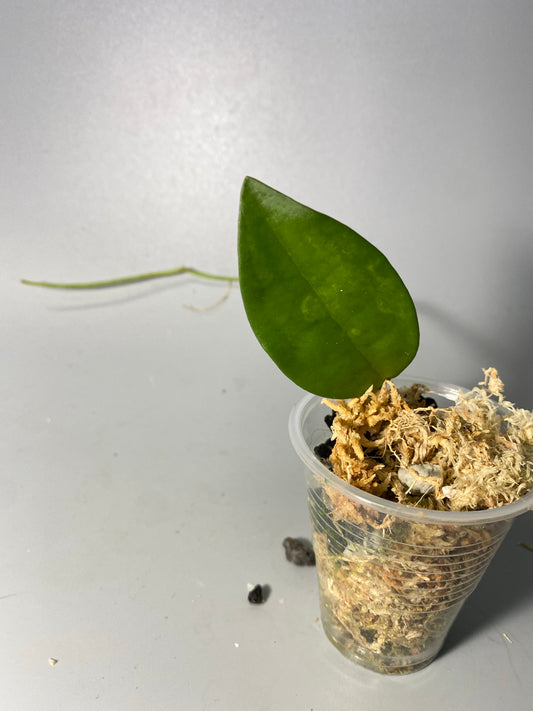 Hoya elliptica Philippines - Unrooted