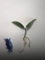 Hoya acuta variegata with some roots