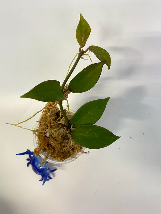 Hoya cv sunrise - has some roots