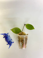 Hoya memoria (gracilis) unrooted - free addon