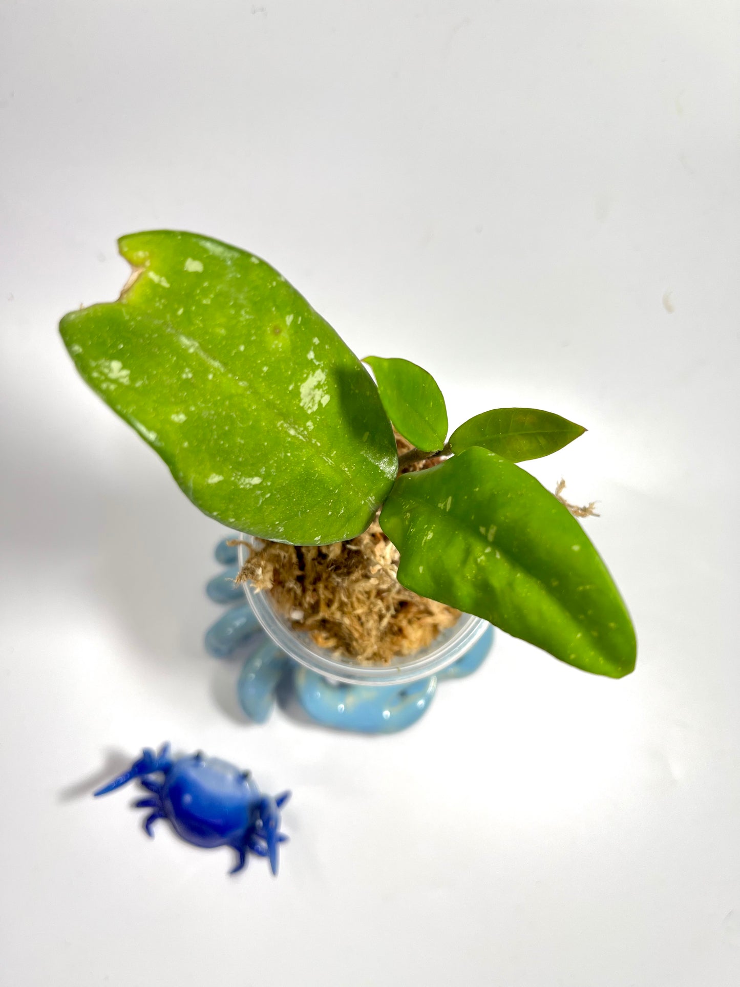 Hoya ‘wildflower’ - has some roots