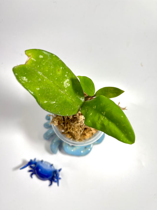 Hoya ‘wildflower’ - has some roots