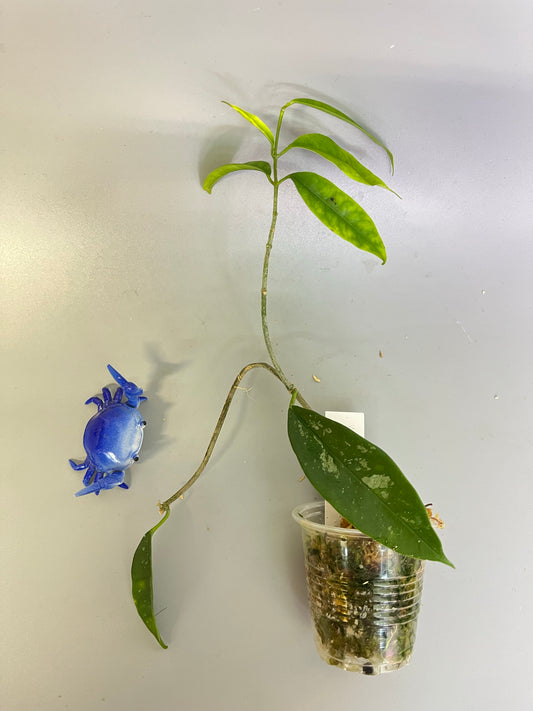 Hoya mappigera with some splash - has some roots