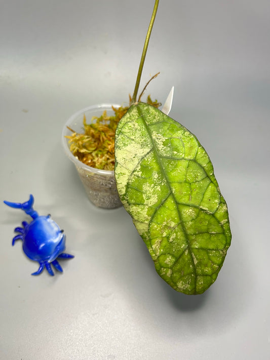 Hoya sp perak - starting to root