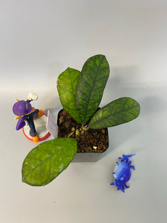 Hoya finlaysonii round leaf - active growth