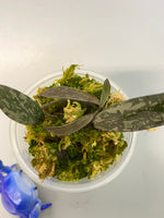 Hoya sigillatis - active growth
