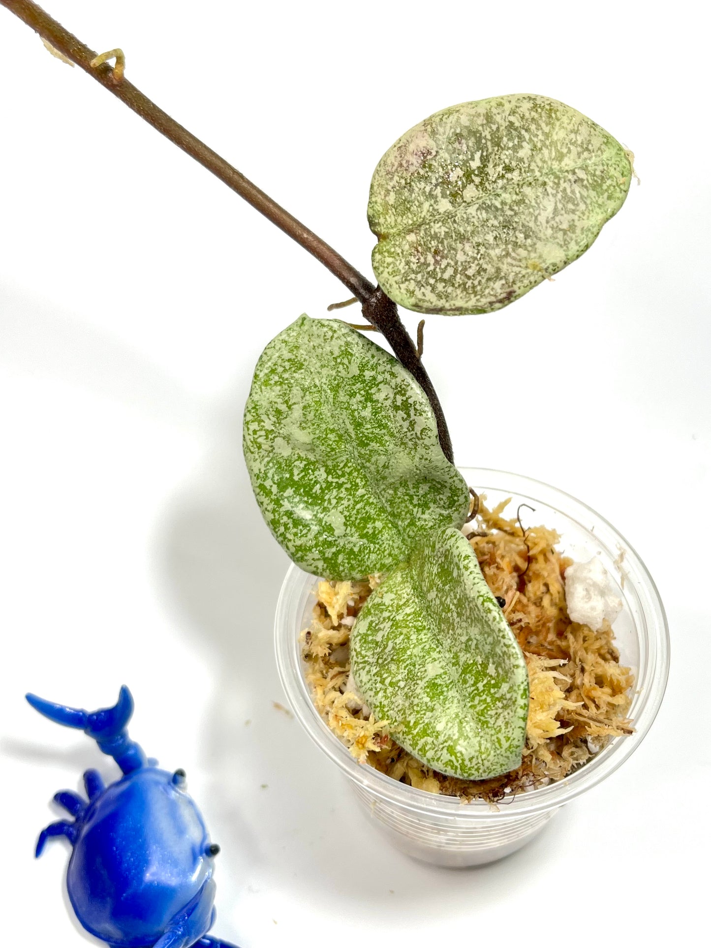 Hoya nova ghost - reverted from argentea princess - Unrooted