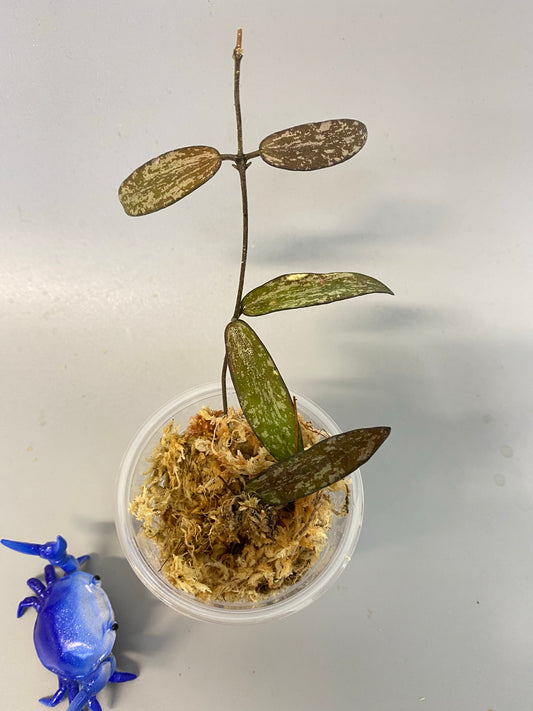 Hoya sigillatis - just barely starting to root