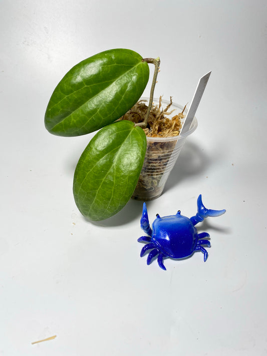 Hoya persicina - starting to root