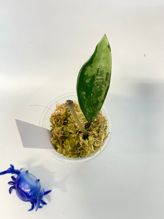 Hoya AH-074 silver clone- has some roots