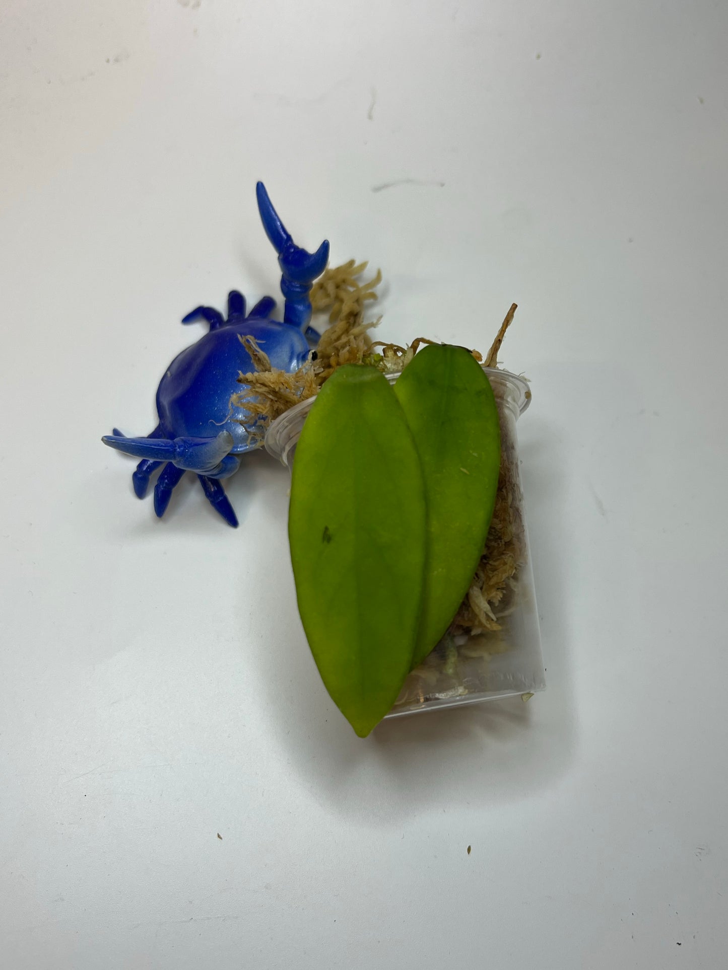 Free addon - Hoya elmeri - Unrooted