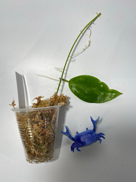 Hoya surisa (nicholsoniae x cv golden eye) - unrooted