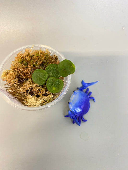 Hoya serpens with some roots