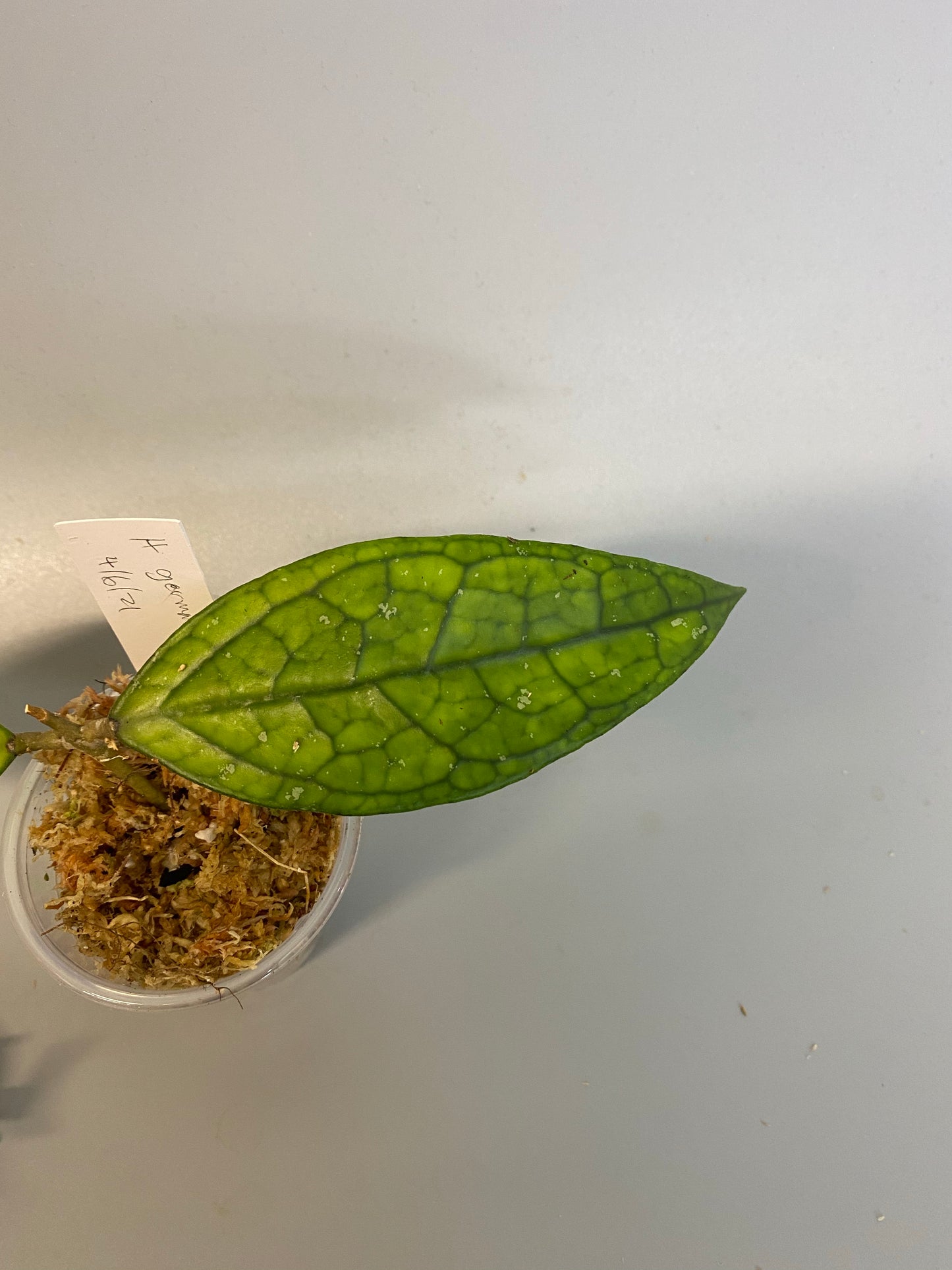 Hoya Germany - Unrooted fresh cutting