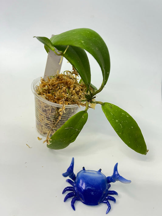 Hoya sp UT011 / UT-011- has some roots