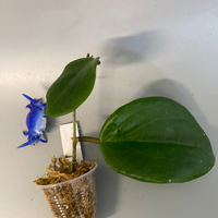 Hoya surigaoensis - has some roots