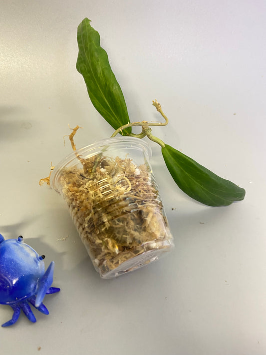 Hoya siariae pink - unrooted