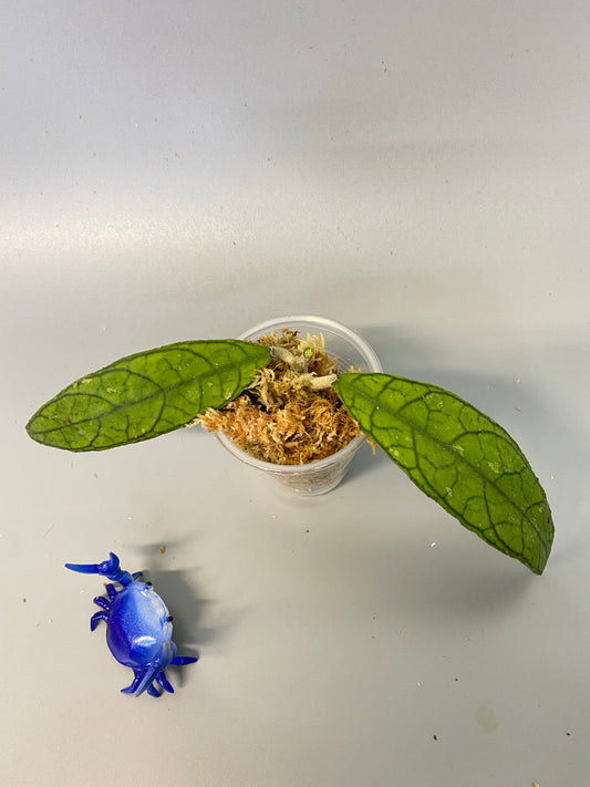 Hoya finlaysonii UT-073 - unrooted