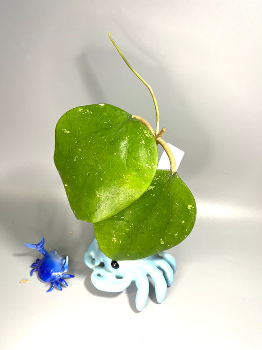 Hoya balaensis - unrooted