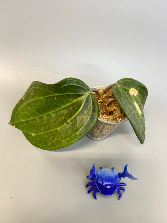 Hoya Latifolia - unrooted