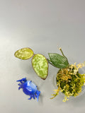 Hoya sp biakensis noid - active growth