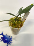 Hoya mirabilis - active growth