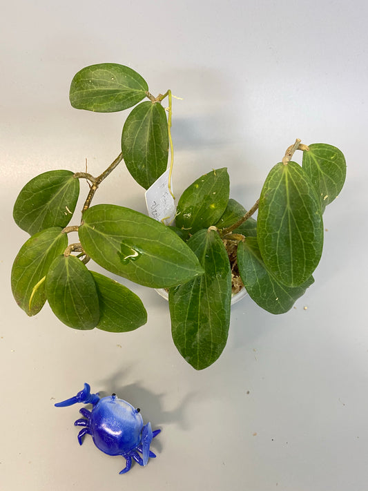 Hoya fitchii - orange - 3 active growth point