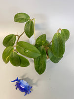 Hoya fitchii - orange - 3 active growth point