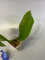 Hoya praetorii - has some roots
