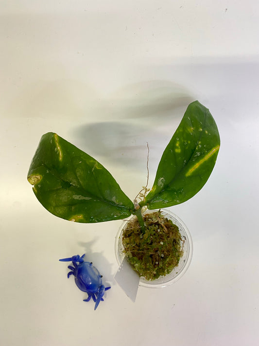 Hoya lobbii dark - has some roots