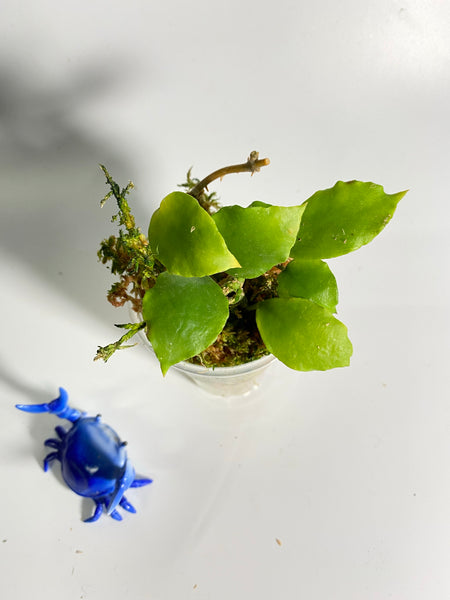 Hoya endauensis - has some roots