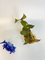 Hoya sipitangensis - unrooted