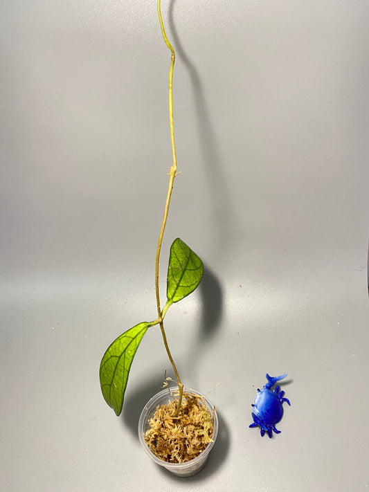 Hoya crassipetiolata - Unrooted