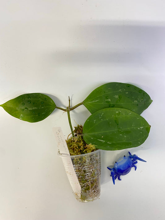 Hoya macrophylla snow queen - new growth