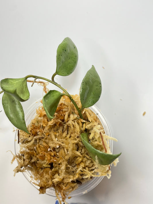 Hoya Louisa silver - Unrooted