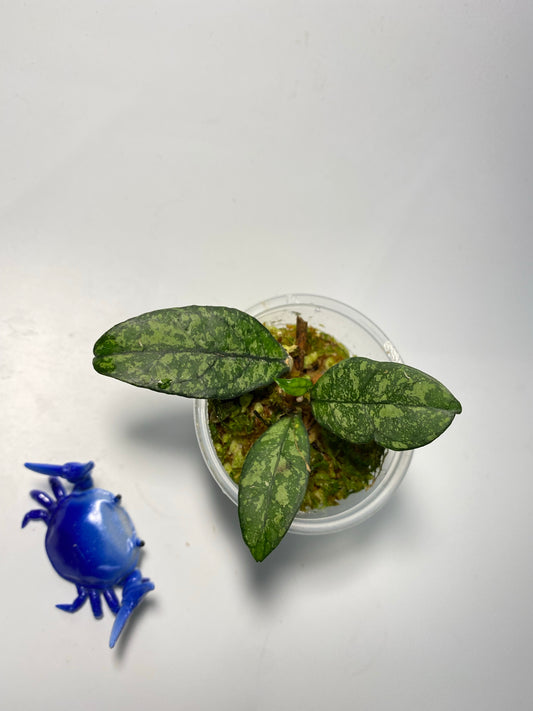 Hoya crassipetiolata splash - active growth