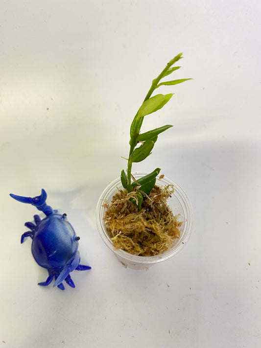 Hoya engleriana - Unrooted