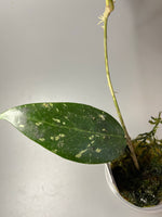 Hoya LP4 - EPC 376 - has some roots