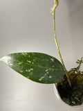 Hoya LP4 - EPC 376 - has some roots