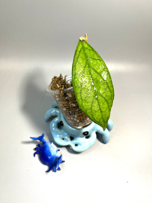 Hoya tanggamus Indonesia - Unrooted