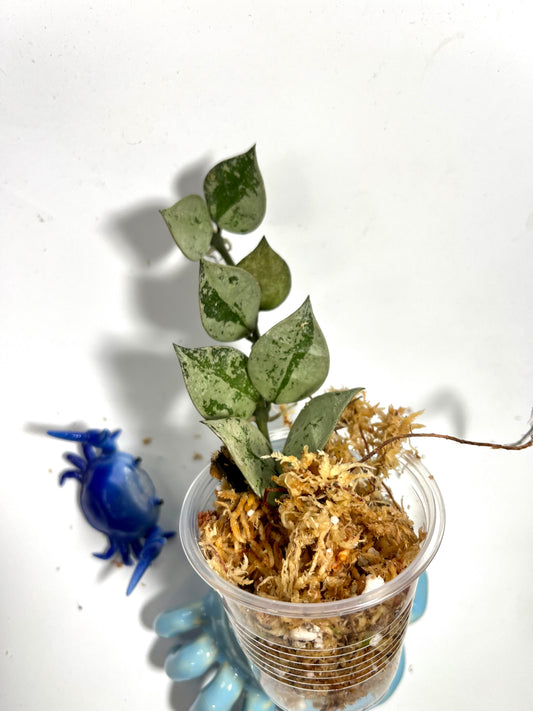 Hoya super silver krohniana (eskimo) - Unrooted