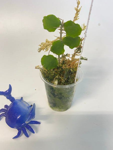 Hoya kanyakumariana - starting to root