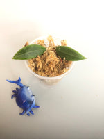 Hoya mini verticillata - Unrooted