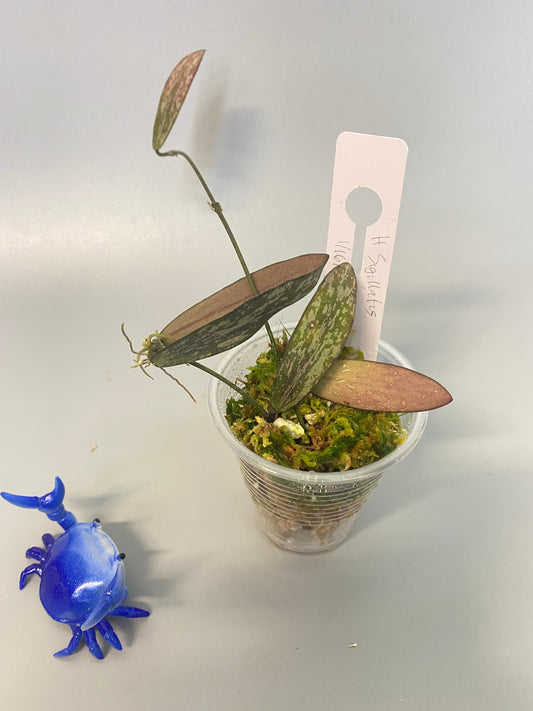 Hoya sigillatis - actively growing