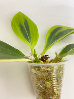 Hoya pachyclada outer variegation - active growth