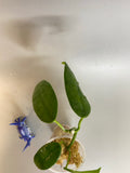 Hoya coronaria pink -starting to root